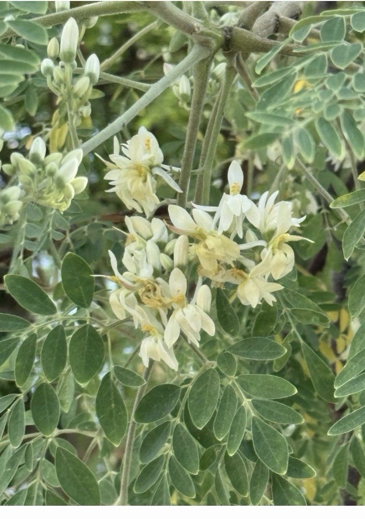 Moringa Seeds Organic: 10 Non GMO Seeds Pack Tree Of Life Fresh Seeds