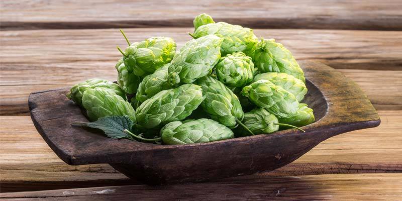 Variety pack Hop Seeds Grow your own hops Home Brew 50 Seeds 1 Variety
