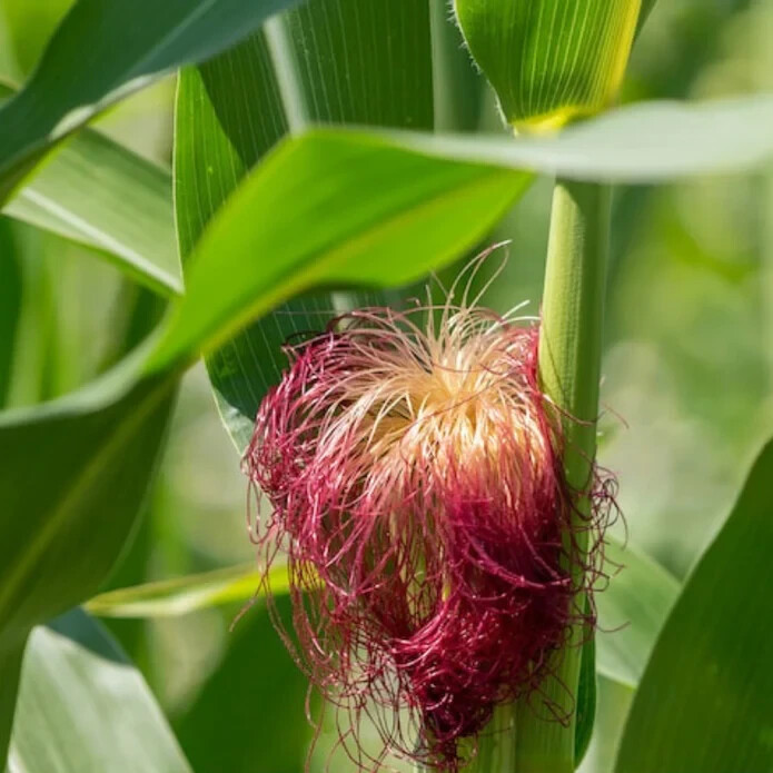 50pcs Bloody Butcher Corn Heirloom Seeds – Non-GMO, Open-Pollinated