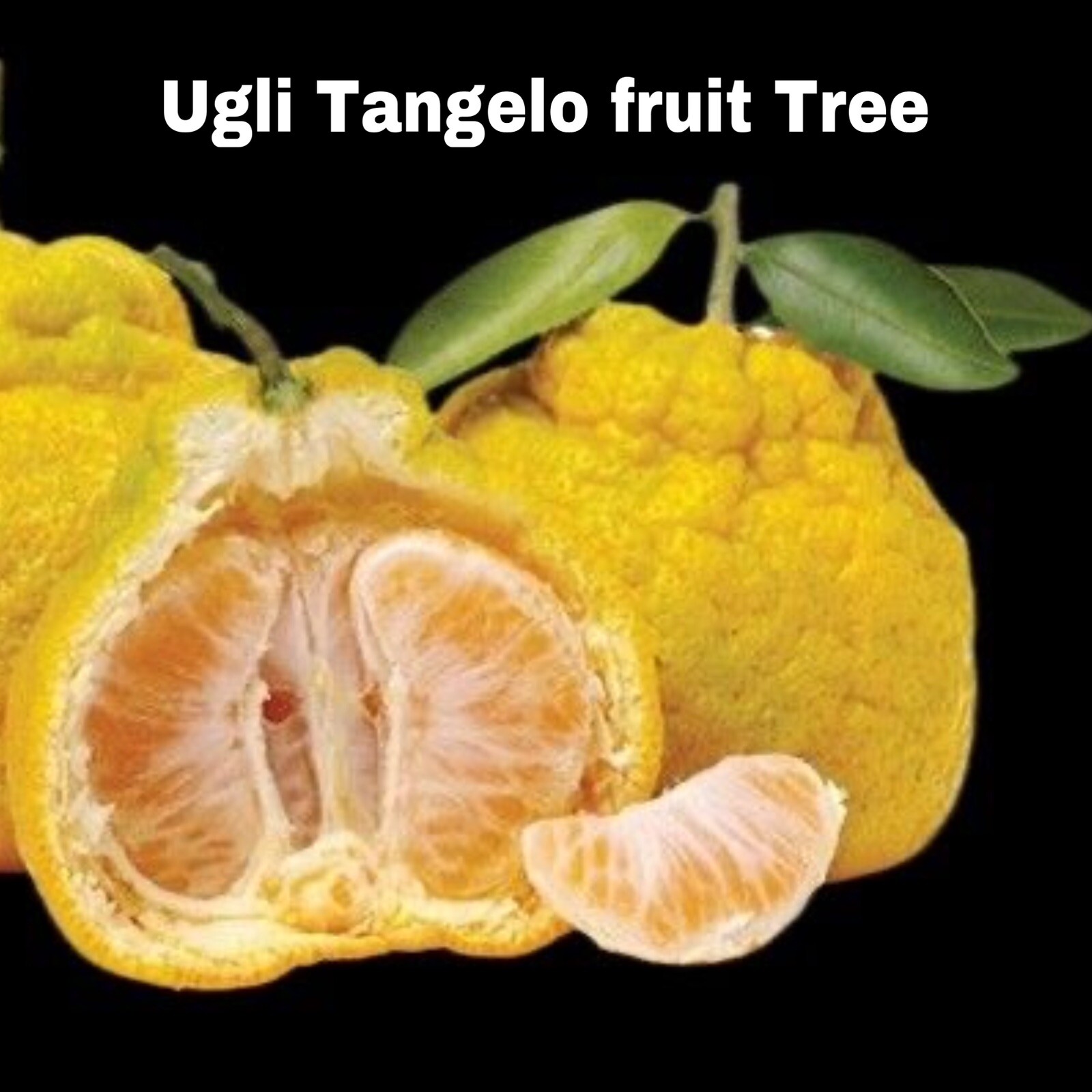 Ugli Tangelo Tree Grafted 3ft