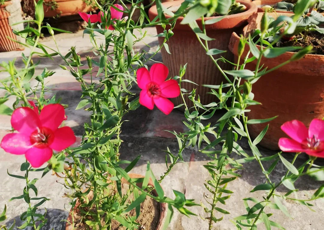 Scarlet Flax Seeds – For 2025 Planting Linum Grandiflorum Red Crimson Ruby Herb