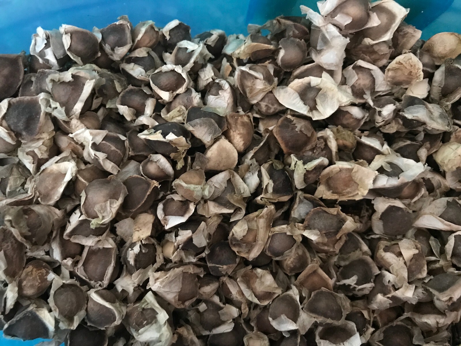 100 SEMILLAS DE MORINGA ORGANICAS/ORGANIC MORINGA SEEDS