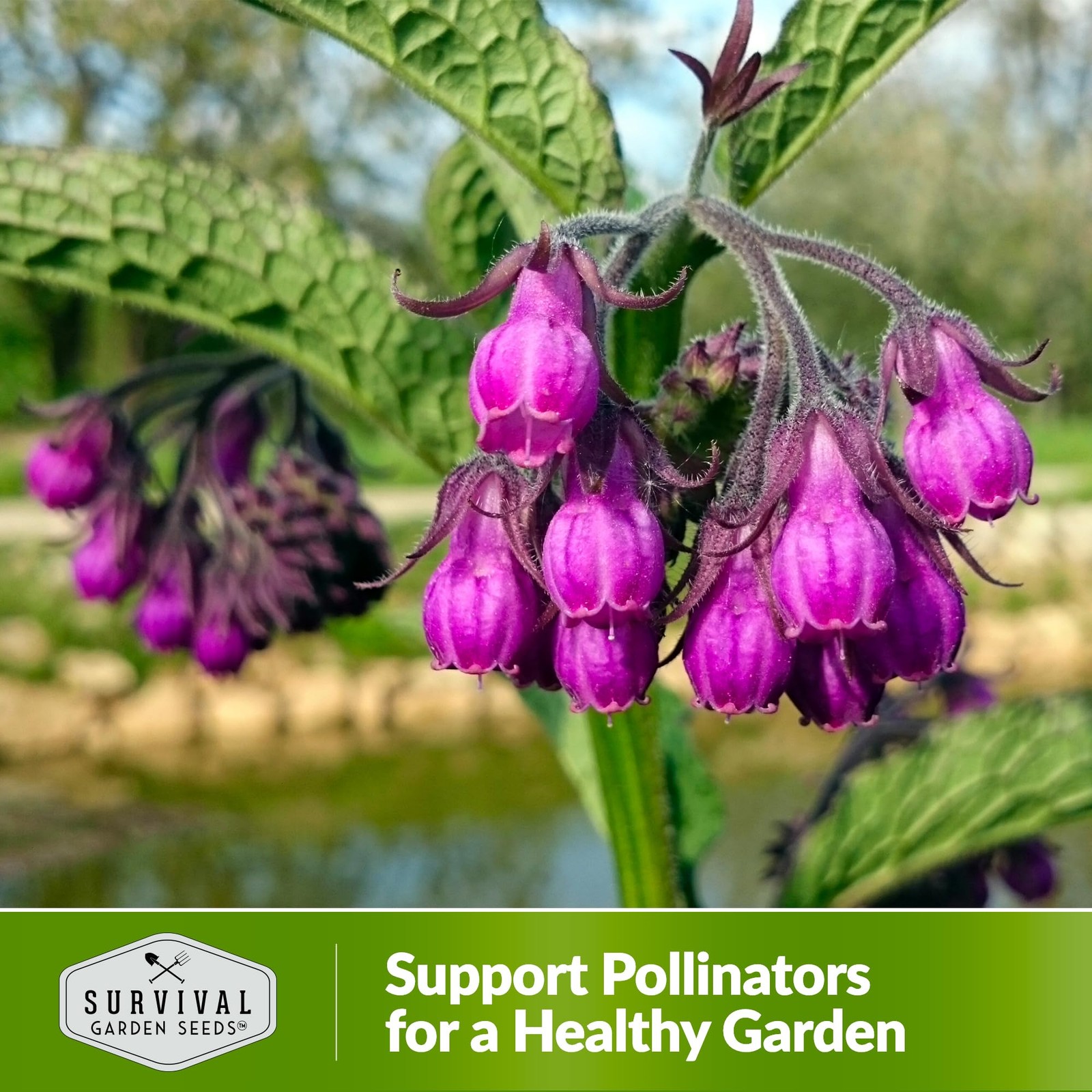Comfrey Seeds for Planting – Symphytum Officinale Medicinal Perennial Herb fo…