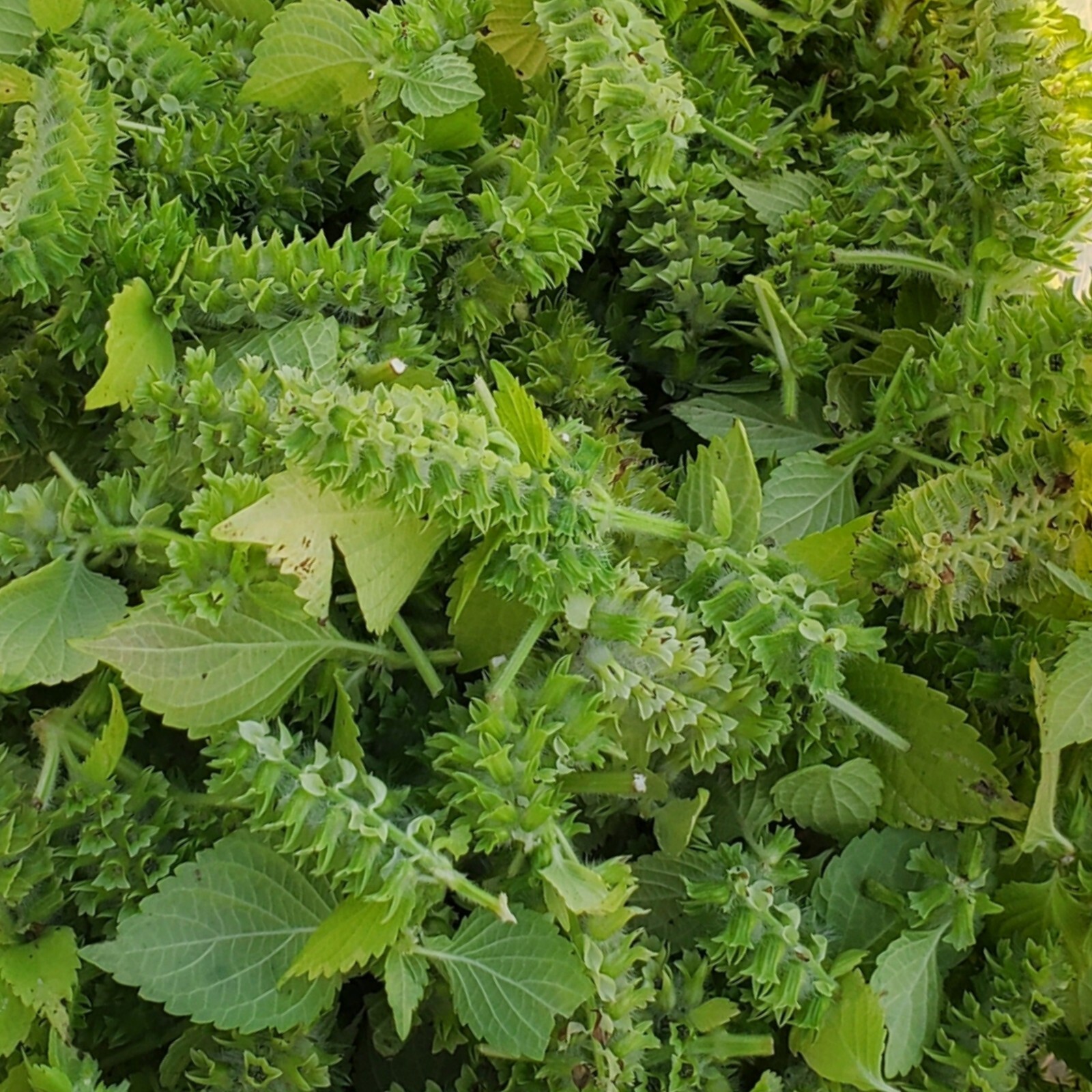 Organic Korean Bi-Color Perilla Seeds in 20 flower pod clusters 들깨 깻잎 씨앗