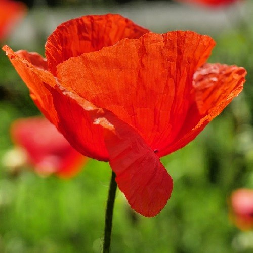 10,000+ Heirloom Poppy Seeds American Legion aka Legion of Honor, Flanders Field