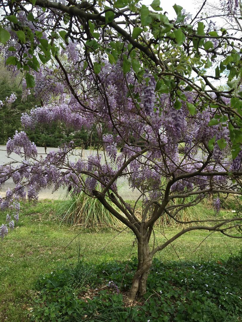 PURPLE Lavender Home Grown Carolina WISTERIA VINE 5 + SEEDS USA Seller