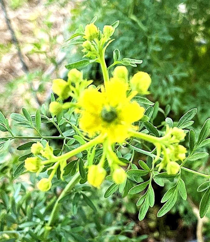 Rue Plant Ruda Ruta Graveolens Live Plant bloom Yellow Flowers 18 inches tall