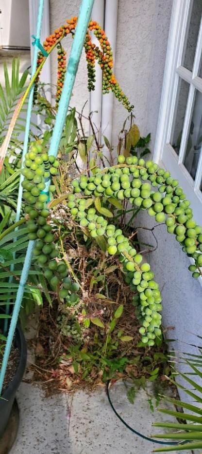 Small PALM TREE SEEDS Chamaedorea radicalis 10 seeds
