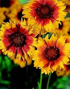 Gaillardia aristata Torchlight 250 seeds