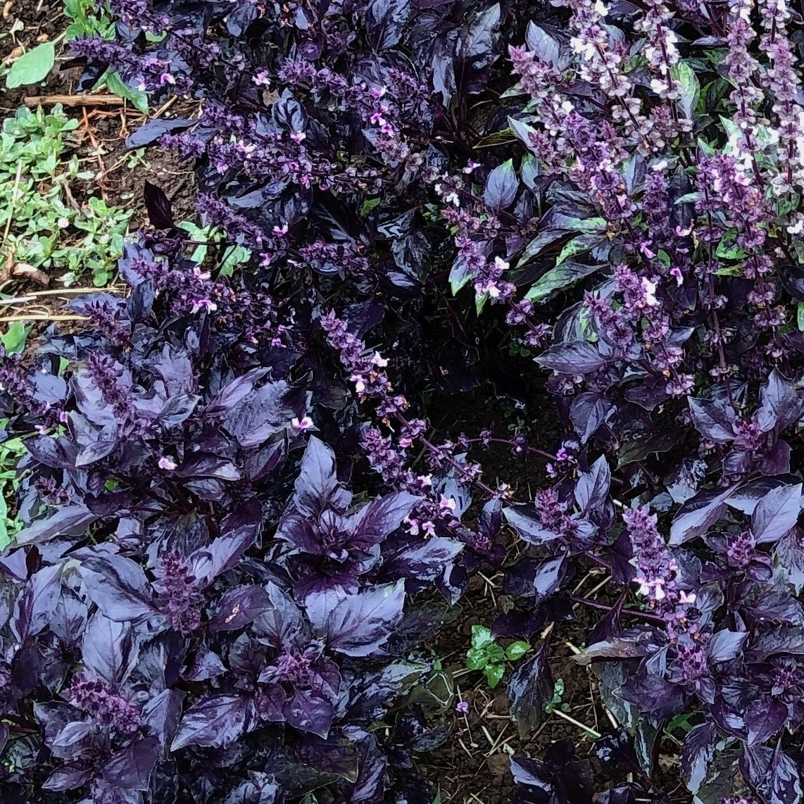 150 PURPLE BASIL SEEDS NON – GMO FRESH HARVEST FOR 2024 GARDENS