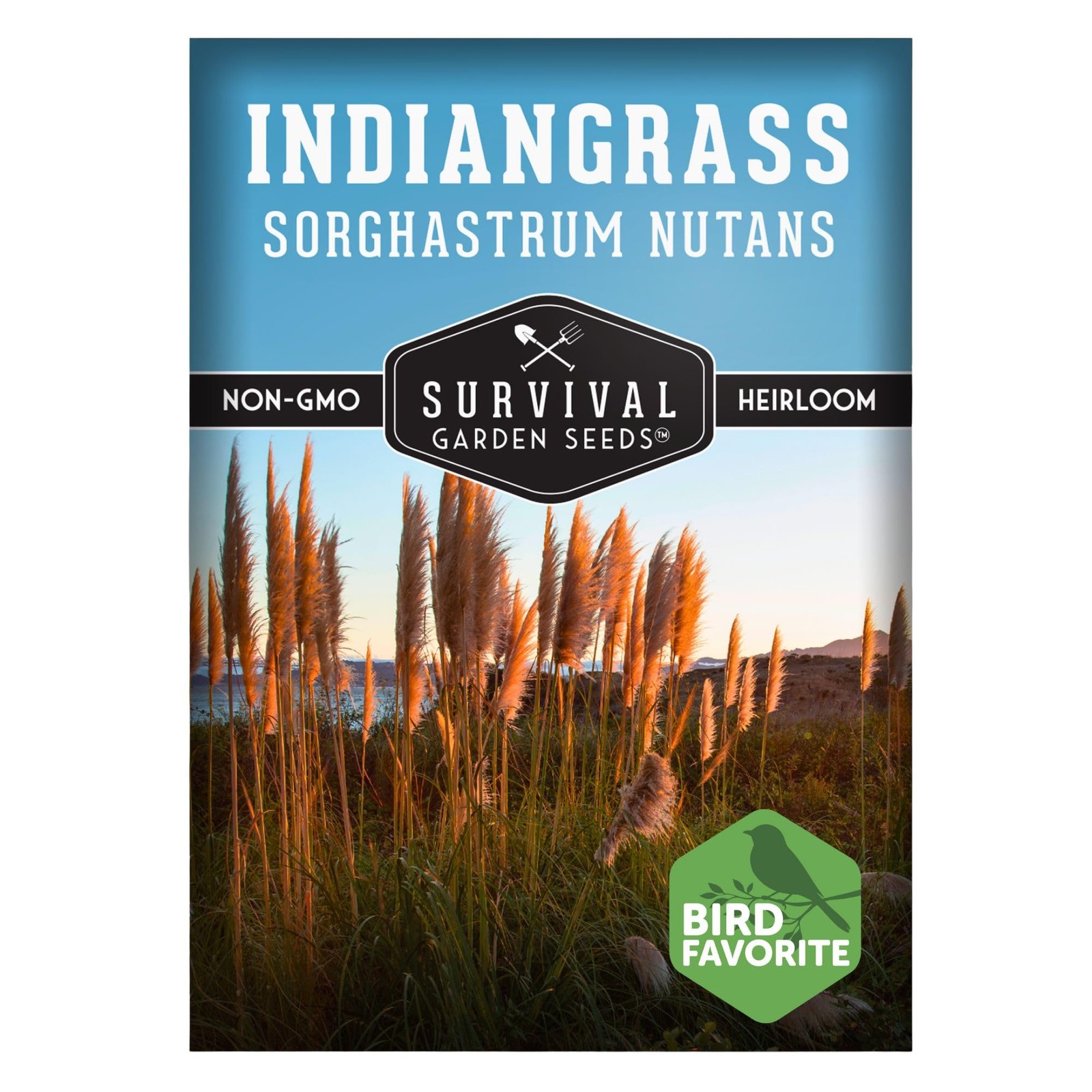 – Indiangrass Seeds for Planting (Sorghastrum nutans) | Golden Prairie Plant …