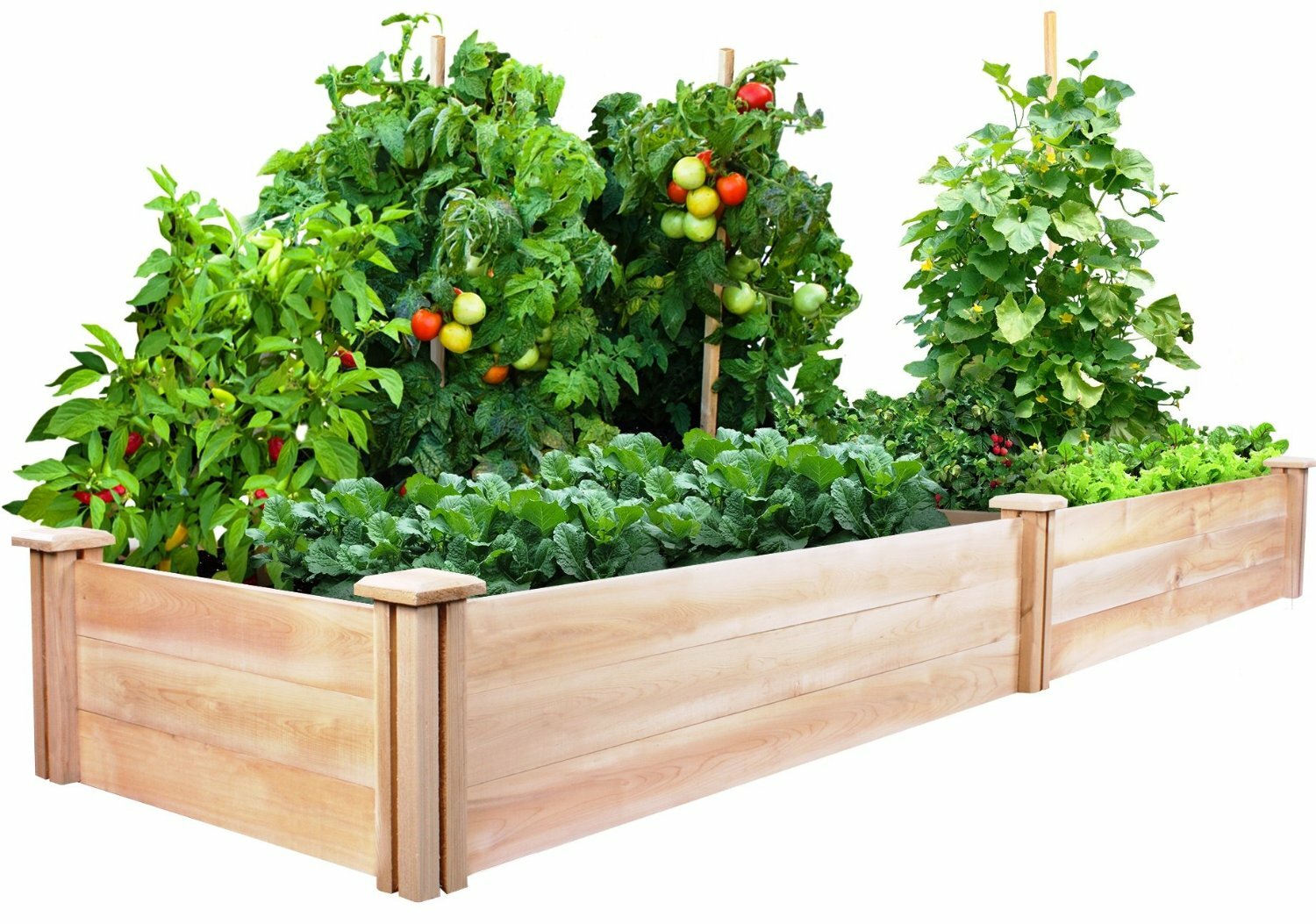 HEIRLOOM Survival Kit Perfect Vegetable Garden Save Seeds 5 Varieties PLANT NOW!