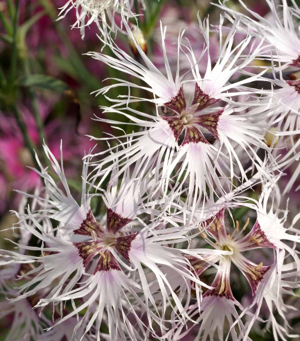 Sweet William Dianthus RAINBOW LOVELINESS Fragrant Heirloom Non-GMO 500 Seeds