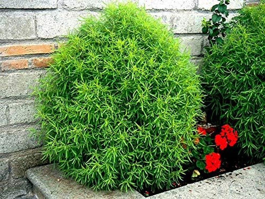 500+ Seeds Summer Cypress Burning Bush Kochia – Flower Multicolor