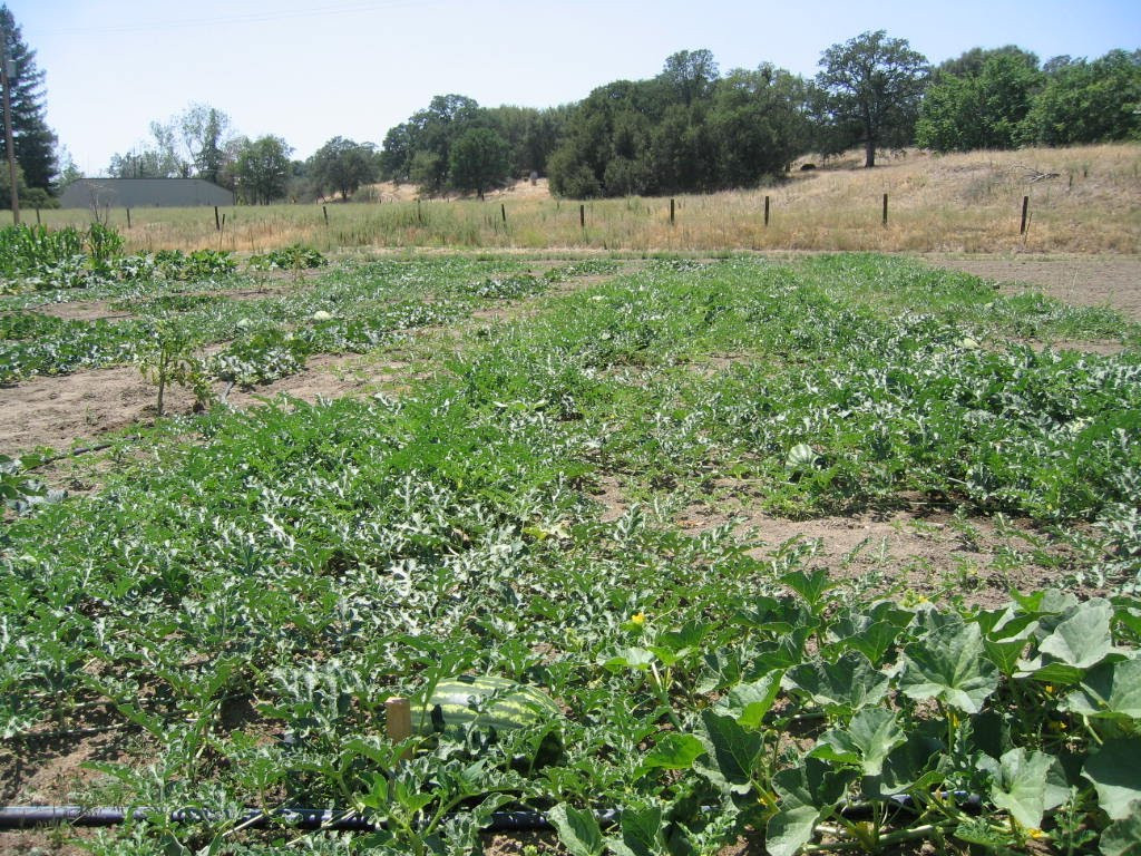 BIG JUBILEE WATERMELON SEEDS 35-40lbs of pure HUGE sweetness! NON GMO HEIRLOOM!!