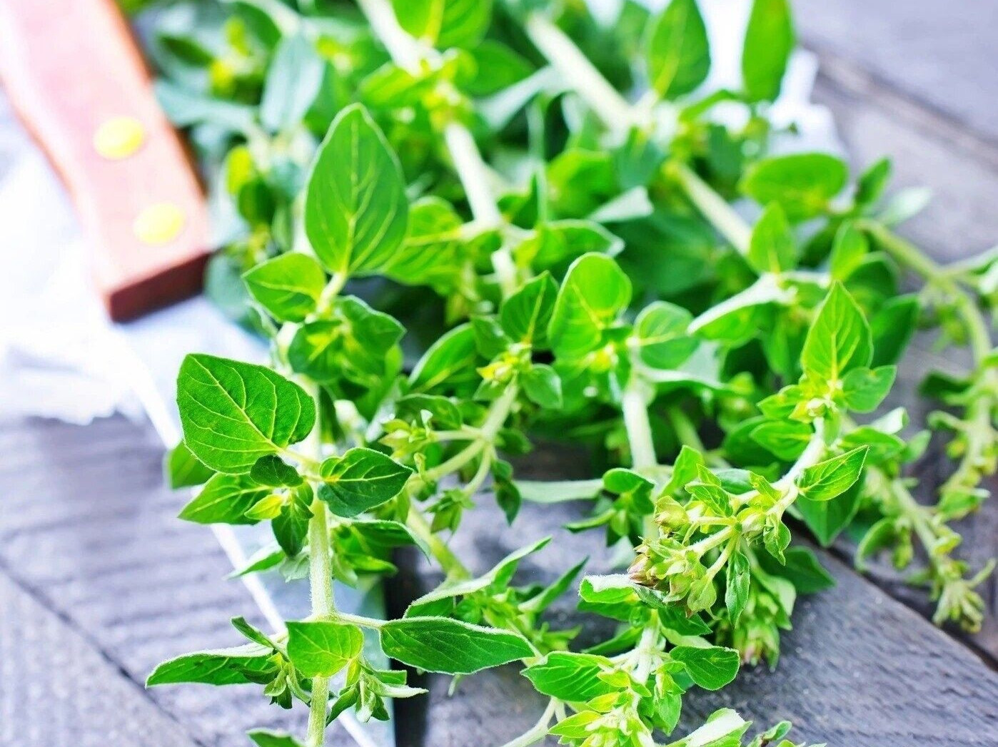 French Winter Thyme Seeds 500+ Garden Seeds Heirloom Non – GMO Perennial
