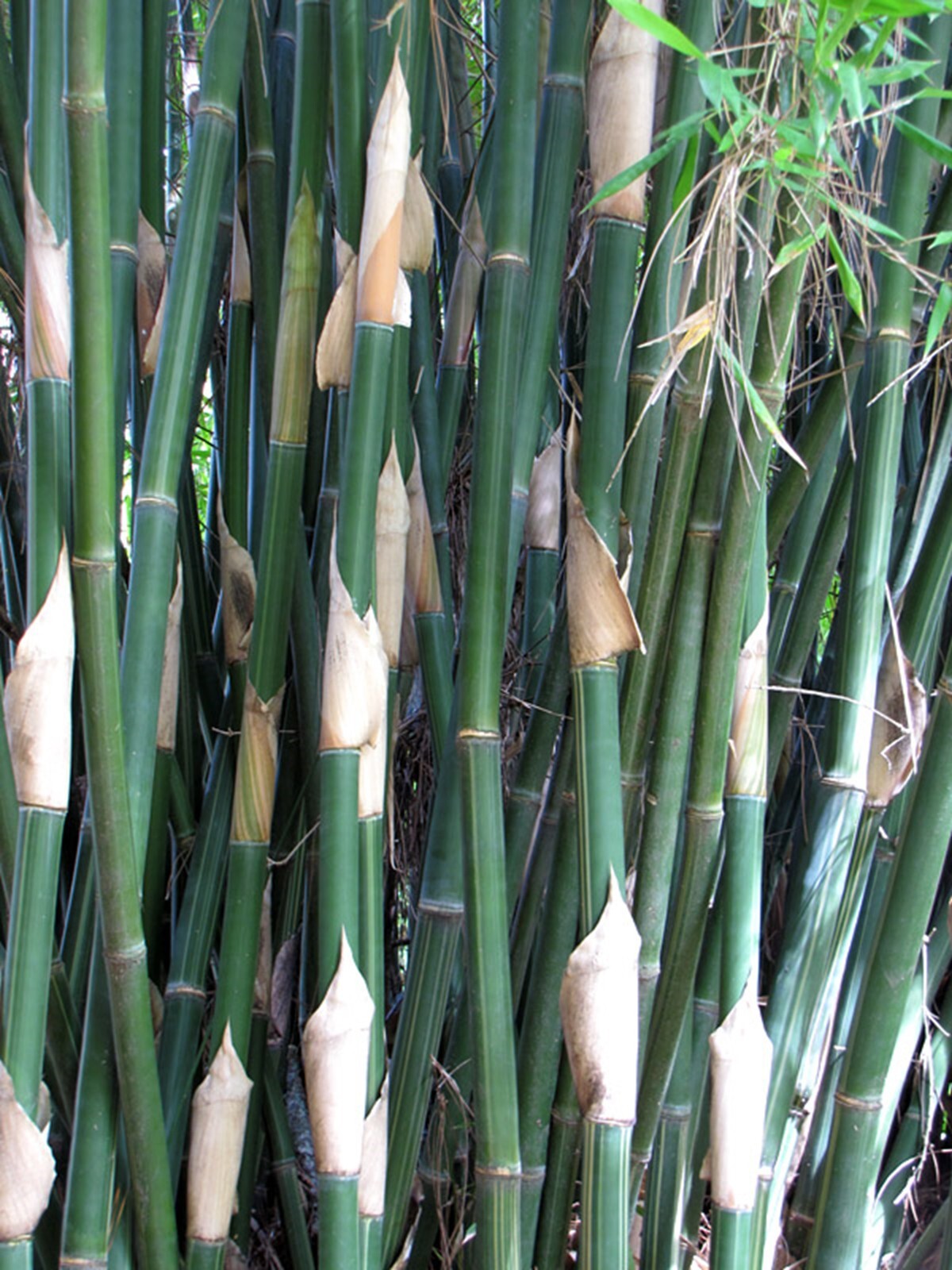 100 Silver Stripe Bamboo Seeds Perennial Ornamental Seed Privacy Shots US SELLER