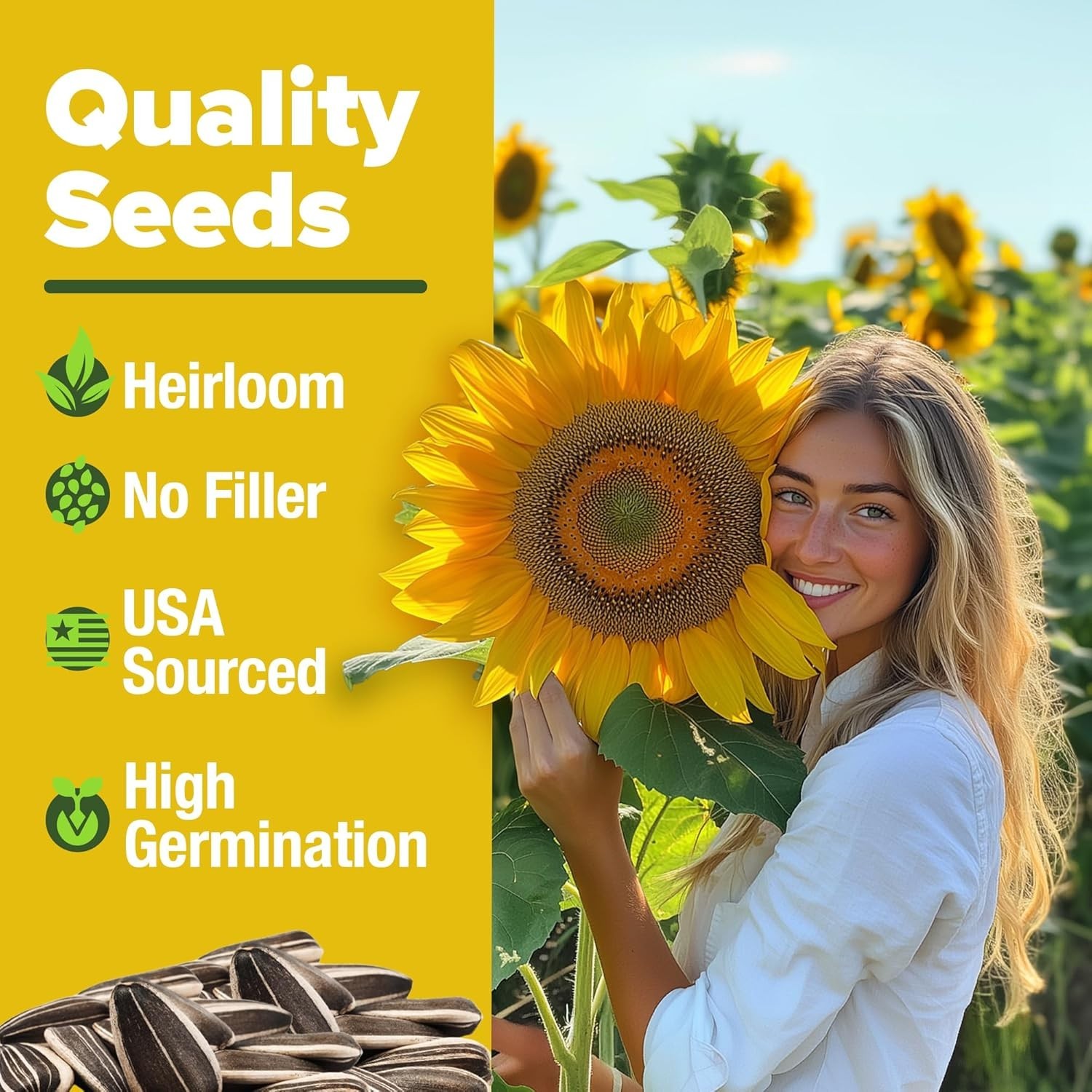 Giant Mammoth Sunflower Seeds – 520+ Heirloom Non-GMO Bulk Pack for Stunning …