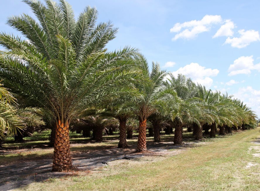 Phoenix sylvestris | India Date Palm | 5_Seeds