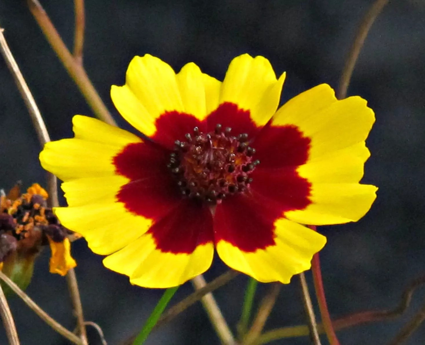 1000+ Plains Coreopsis Seeds -Edible – Medicinal – Drought Resistant —- FRESH