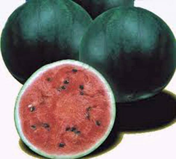 WATERMELON SEEDS, SUGAR BABY, HEIRLOOM, 500 SEEDS, NON GMO, WATERMELONS