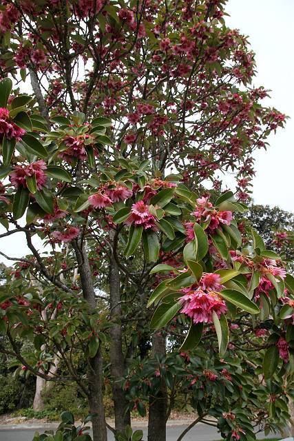 Rhodoleia Championii Rare Protected Flowering Shrub Tree Hong Kong Rose 25 Seeds