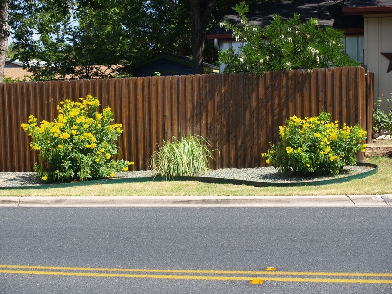 Tecoma Stans, Yellow Elder, Trumpet Shrub Bush, Small Tree 250 Seeds