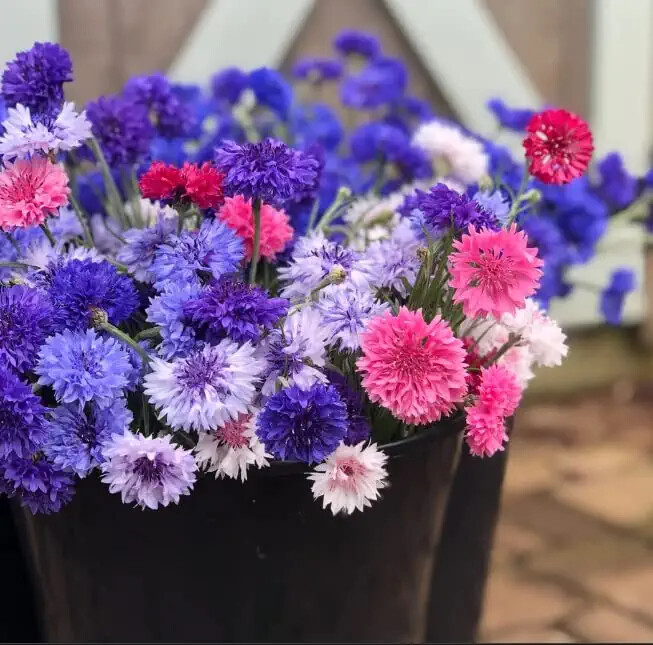 Polka Dot Bachelor Button Seeds for Planting Heirloom Non-GMO USA Grown