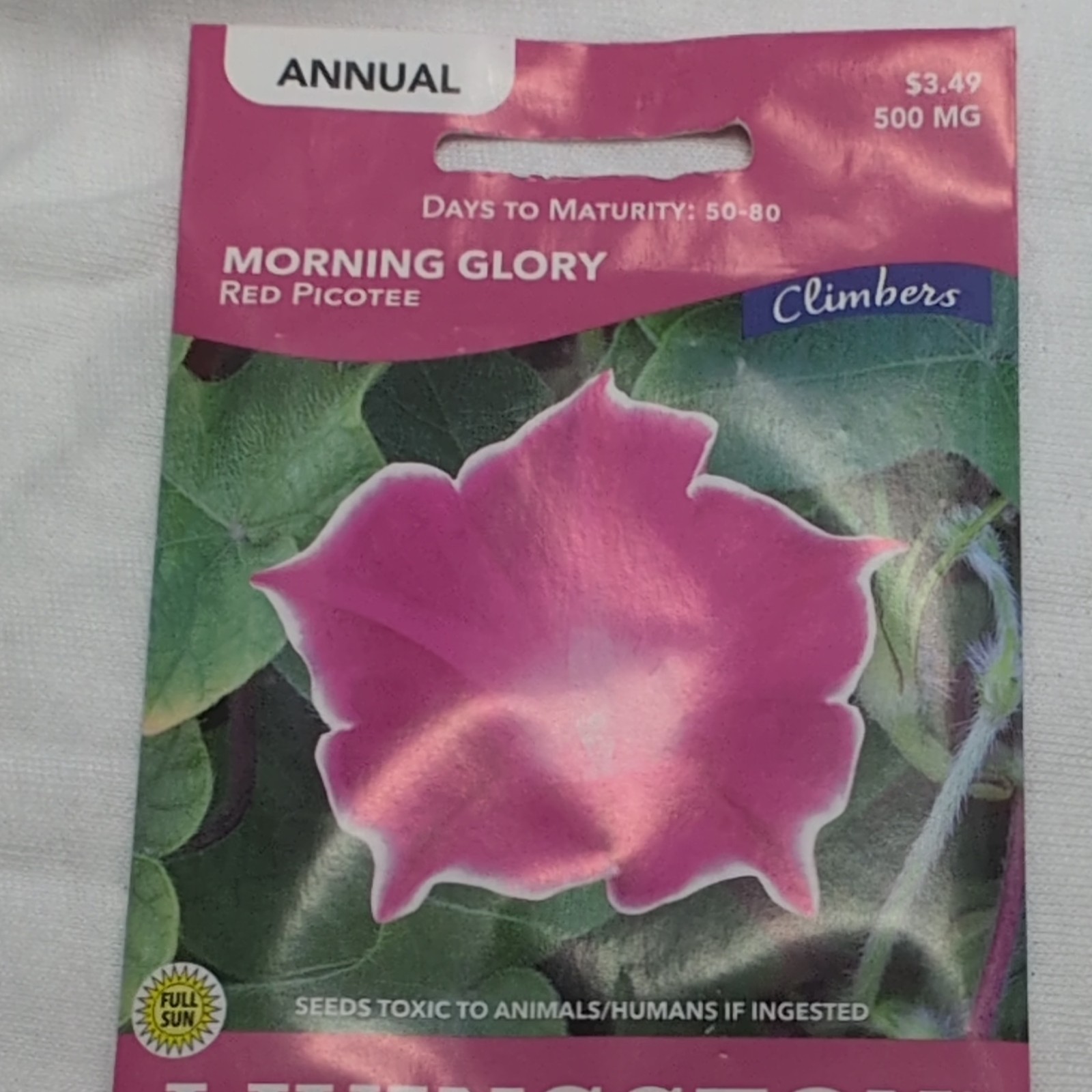 Livingston Morning Glory Red White Picotee Annual Vine Seeds Full Sun Y2590