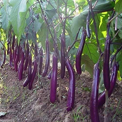 Long Purple Eggplant Seed for Planting | 150+ Seeds | Non-GMO Exotic Heirloom Ve