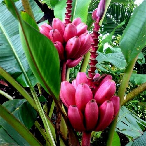 100 Pink Dwarf Banana Tree Fruit Plant Seeds Musa velu. Rare Fast Hardy-Zone 7b