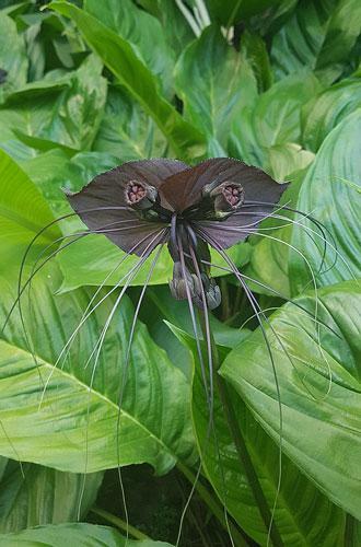 Tacca chantrieri | Black Bat Flower | Cat’s Whiskers | 50 Seeds