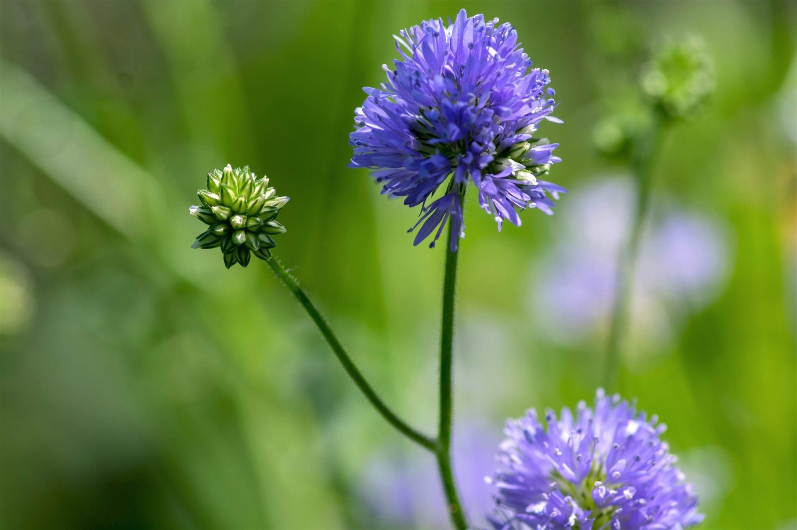 1500 GLOBE GILIA Bluehead Gilia Capitata Thimble Flower Seeds