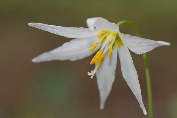 Erythronium elegans | Coast Range Fawn Lily | 5 Seeds
