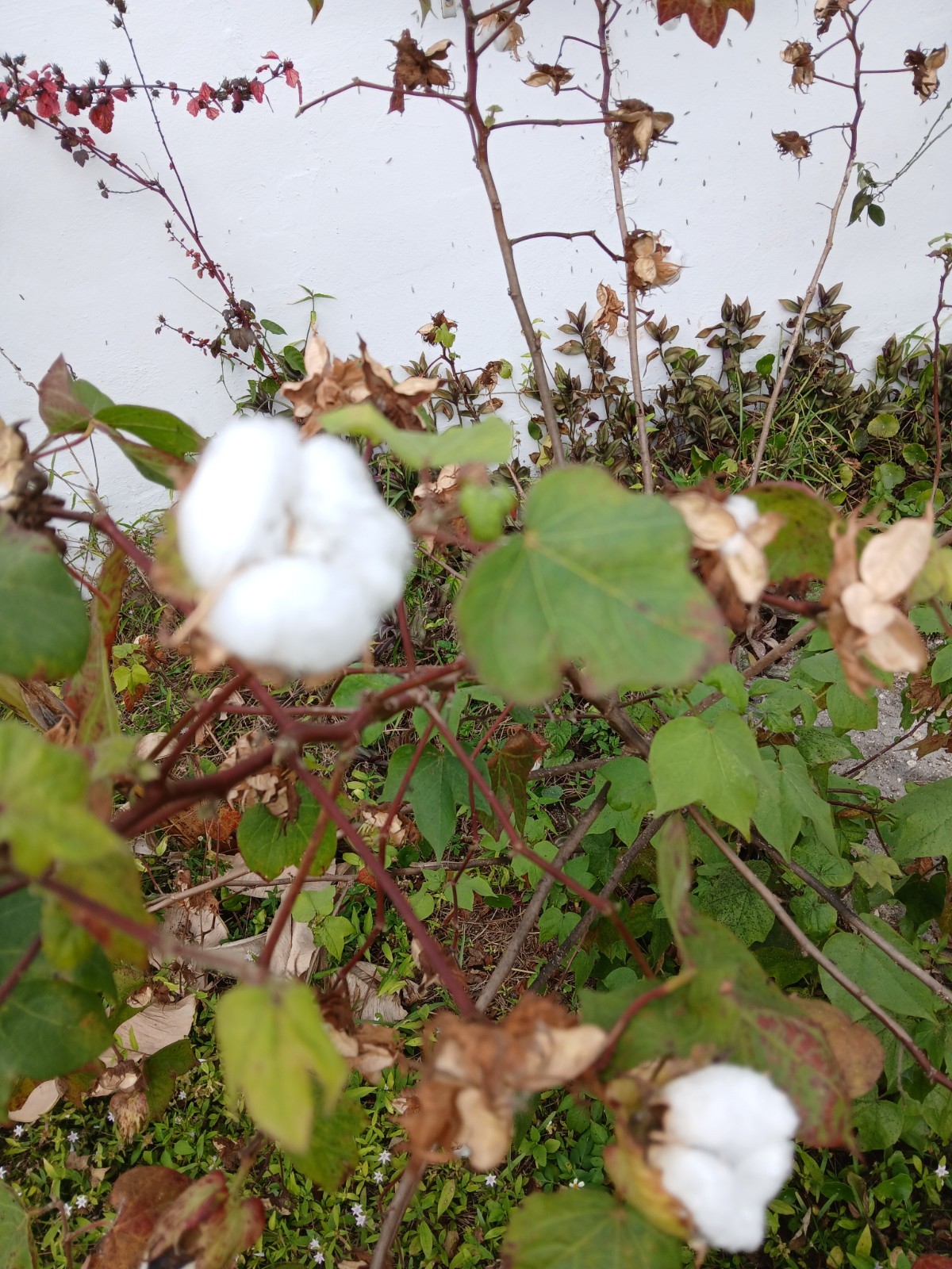 10+ Fresh Cotton Seeds FRESH February 2026 HARVEST