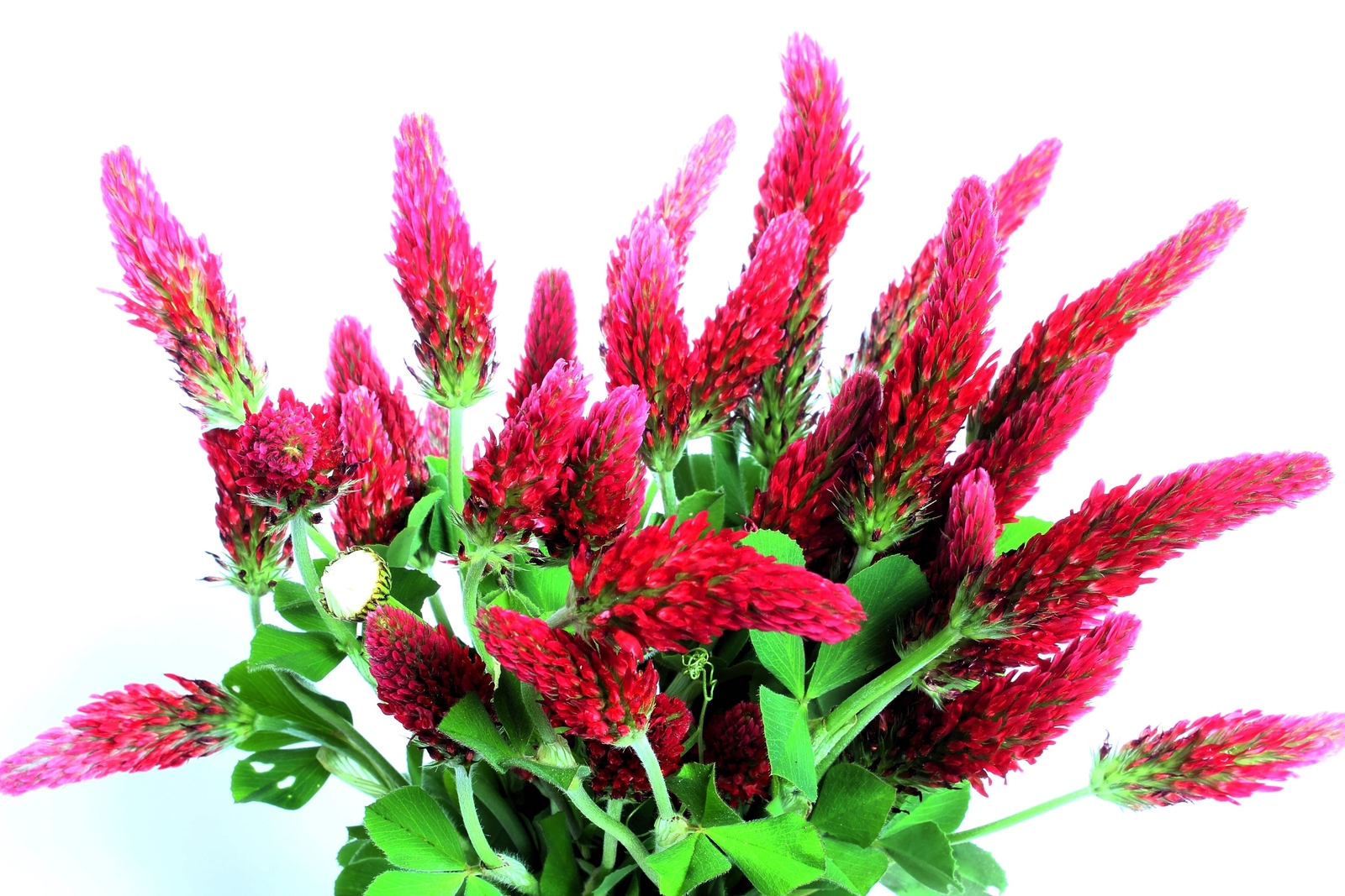 3000 CRIMSON CLOVER Carnation, French, Italian Trifolium Incarnatum Flower Seeds