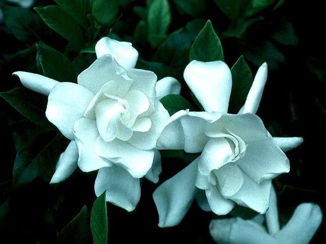 Gardenia jasminoides aka Cape Jasmine 50 Seeds Free Shipping!