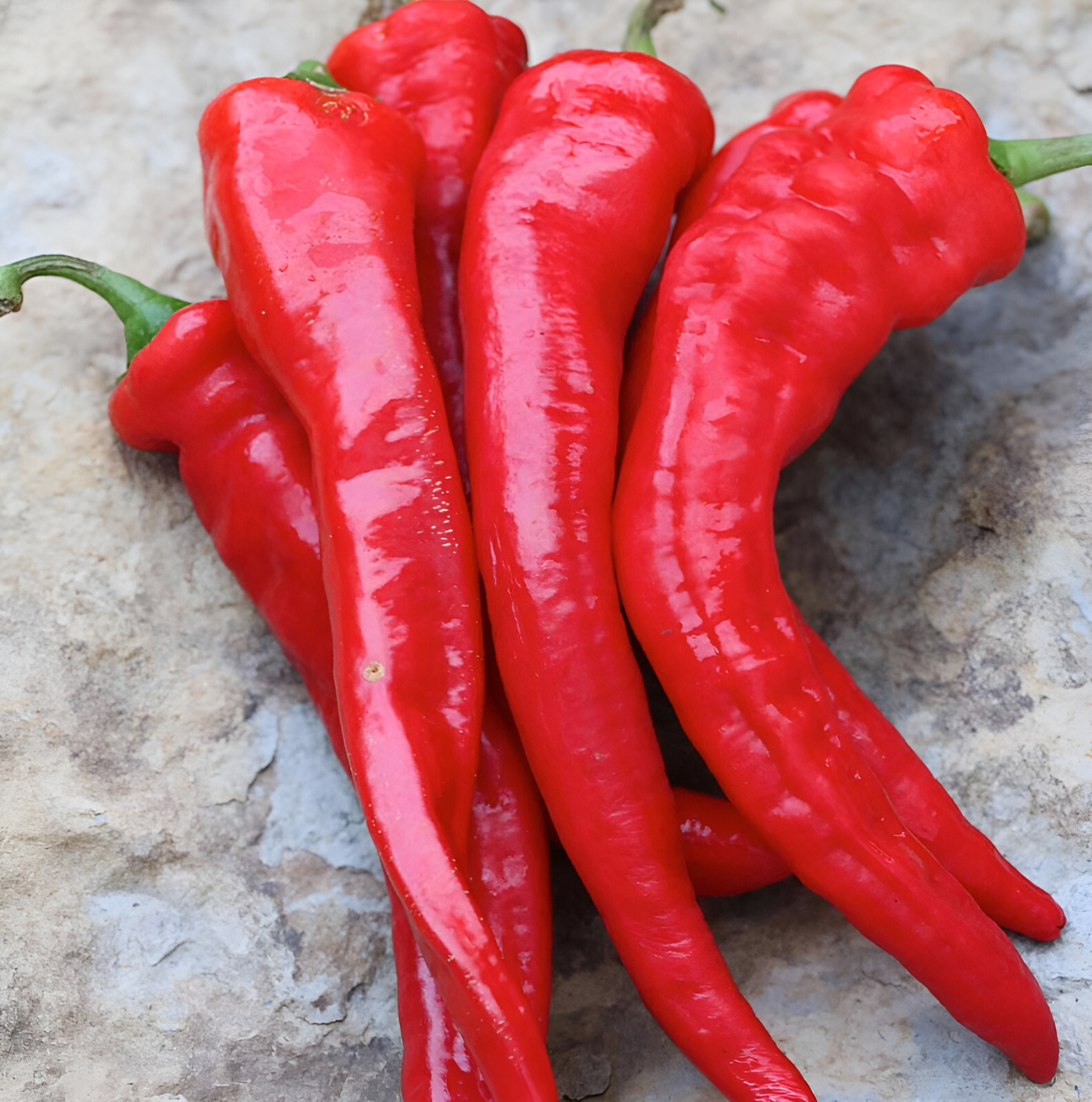 100ct Rattlesnake Hatch Pepper Seeds – Feel The Bite! Med Heat, Great Flavor!