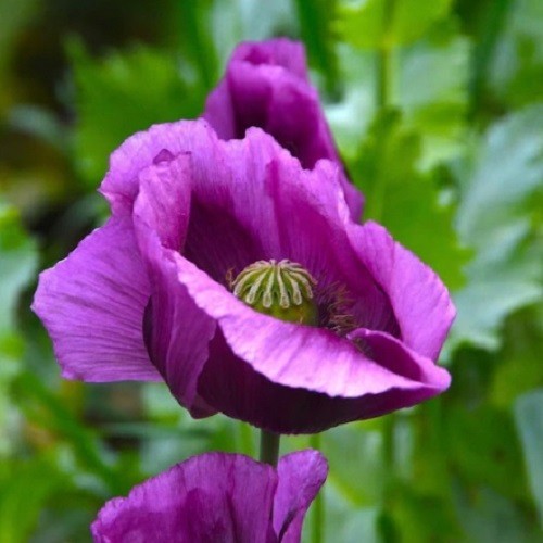 Imported Hungarian Poppy Garden Pack Over 10,000 Seeds 80+ Square Feet Coverage