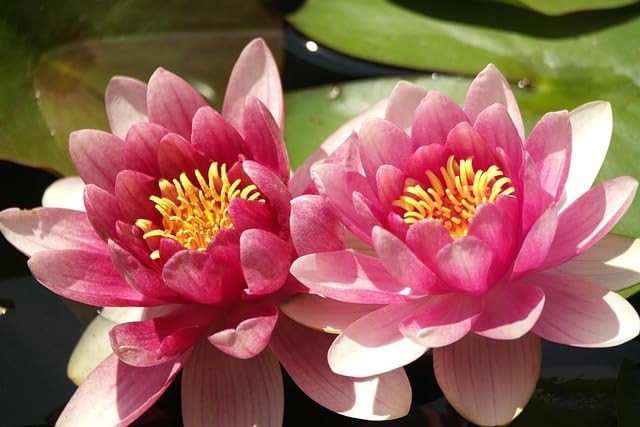 160+ Bowl Lotus Seeds for Planting – Water Lily Seeds, Non-GMO Aquatic Plant,…