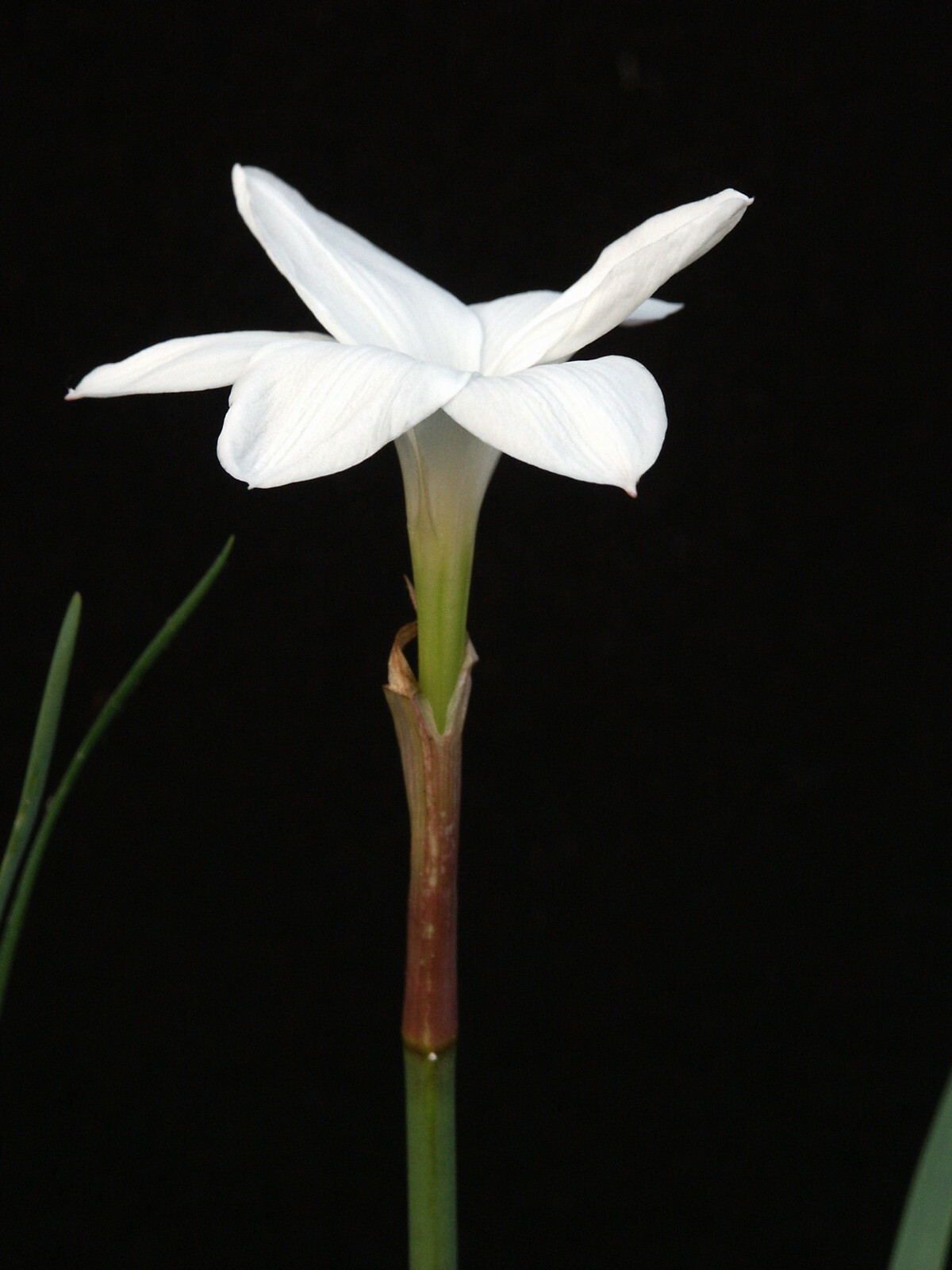 Fresh Flower Bulb(s) – Zephyranthes drummondii – 1 Bulb