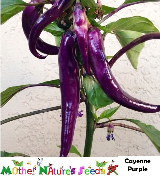 Hot Pepper CAYENNE PURPLE 30,000 Scovilles Capiscum Medium Non-GMO 25 Seeds!