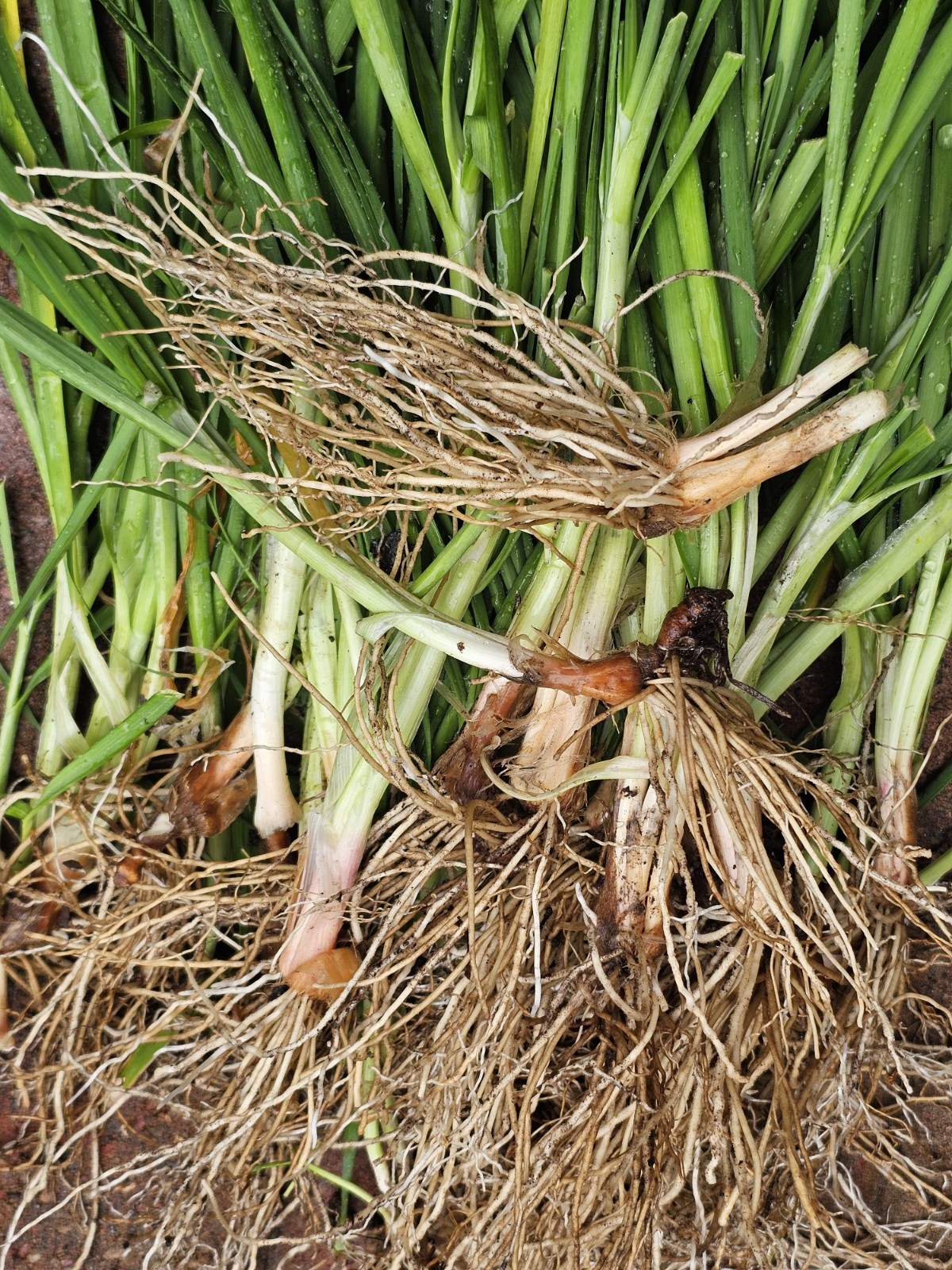10 Garlic Chives Live Plant Bare Roots Hardy Perennial , Organically Grown.