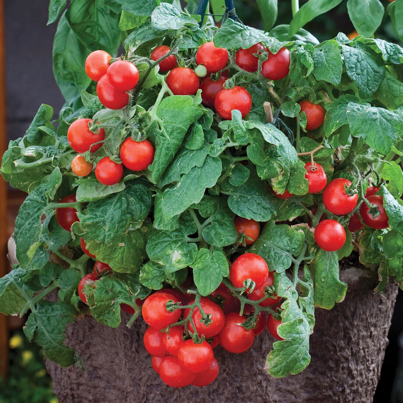 Fresh Red Robin Tomato Seeds | Heirloom & Non-GMO | Fresh Vegetable Seeds