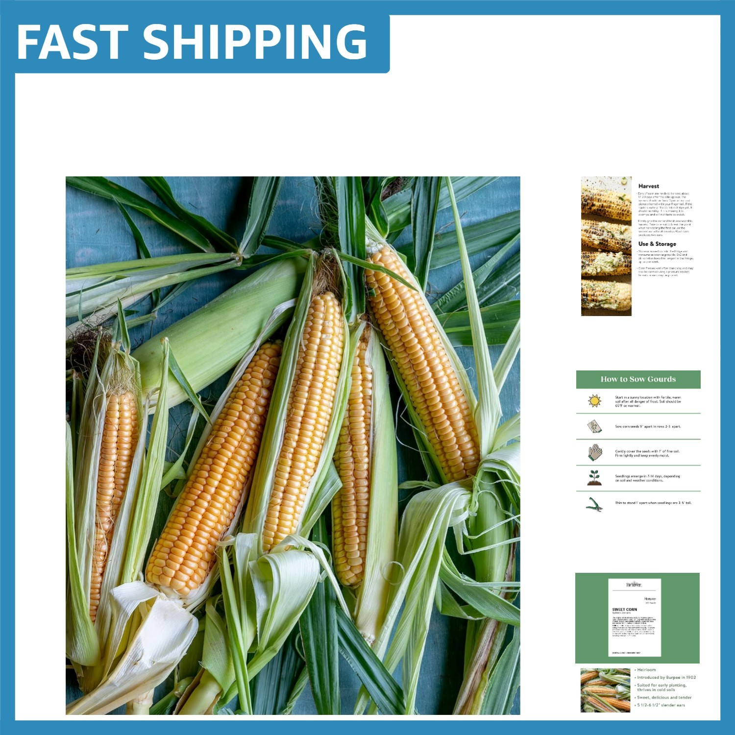 200 Organic Golden Bantam Sweet Corn Seeds – High-Quality Heirloom Variety