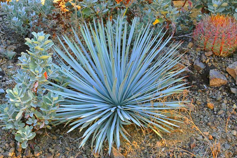 (500) Chaparral Yucca Seeds (Hesperoyucca whipplei)(Our Lord’s Candle)