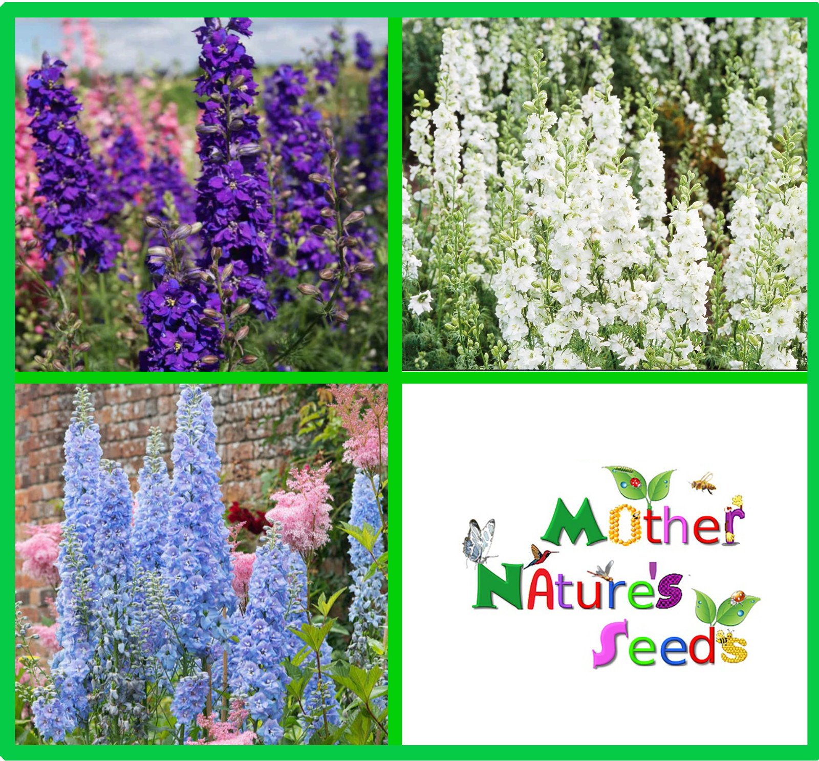 Delphinium LILAC BLUE SWIRL Larkspur Flower Spikes Cut Flowers Non-GMO 200 Seeds