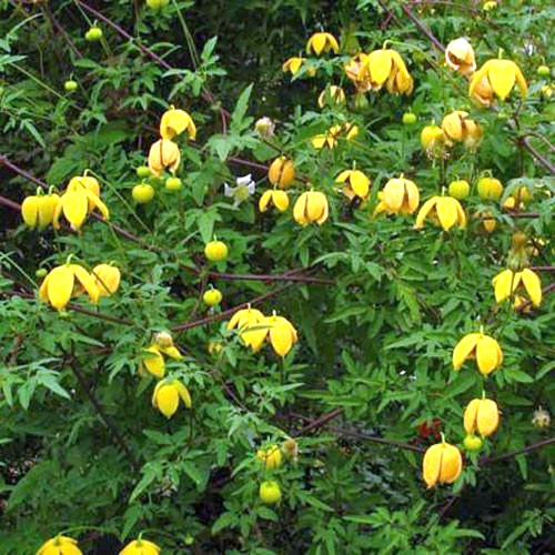 Clematis orientalis | Oriental Clematis | 50 Seeds