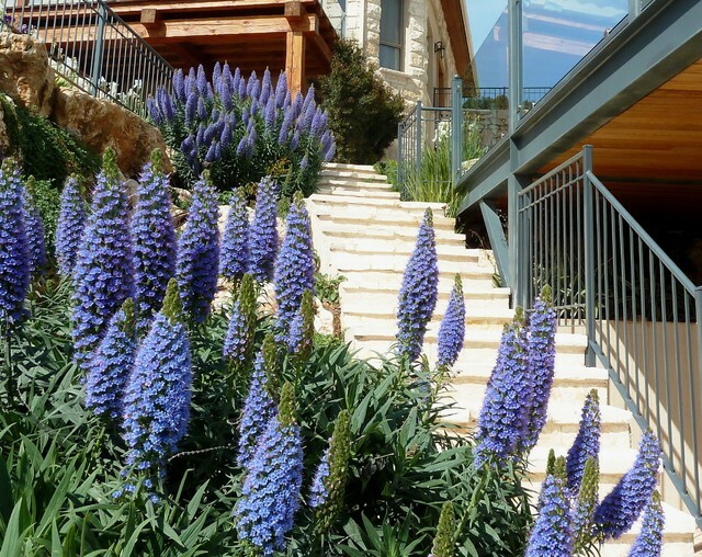 Echium Candicans 15 Seeds, Pride Of Madeira, Perennial Evergreen Shrub