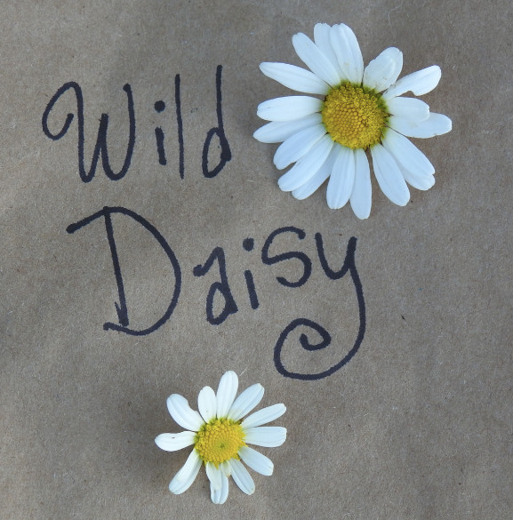 Wild Daisy Seeds Leucanthemum vulgare ox-eye daisy Organic wildflower
